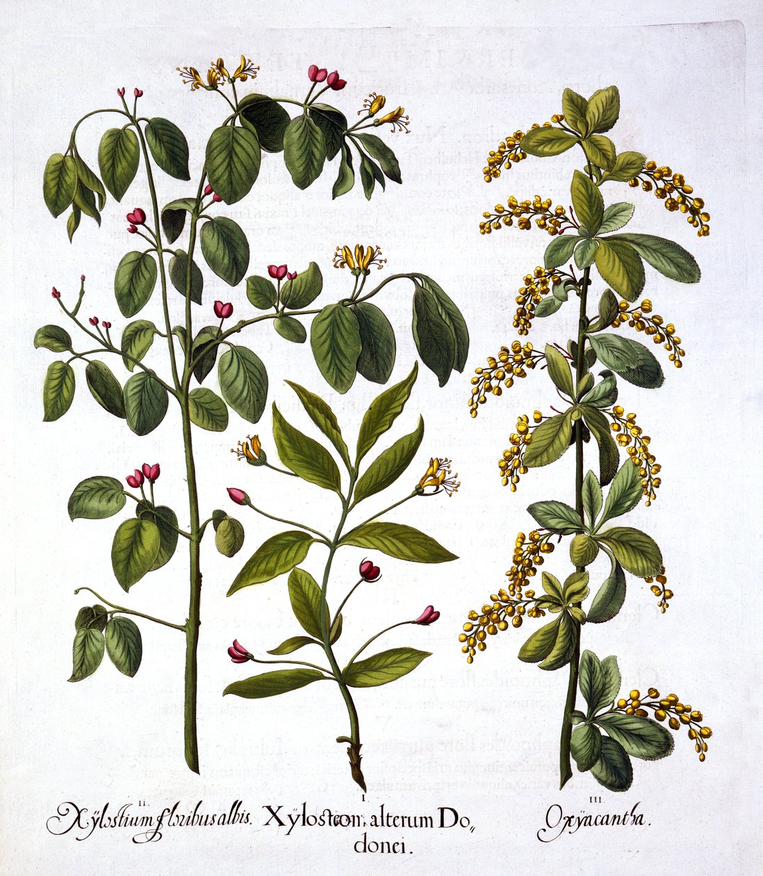 Flugkaprifol och hagtorn, från Hortus Eystettensis, av Basil Besler (1561-1629), pub. 1613 (handfärgad gravyr) av German School