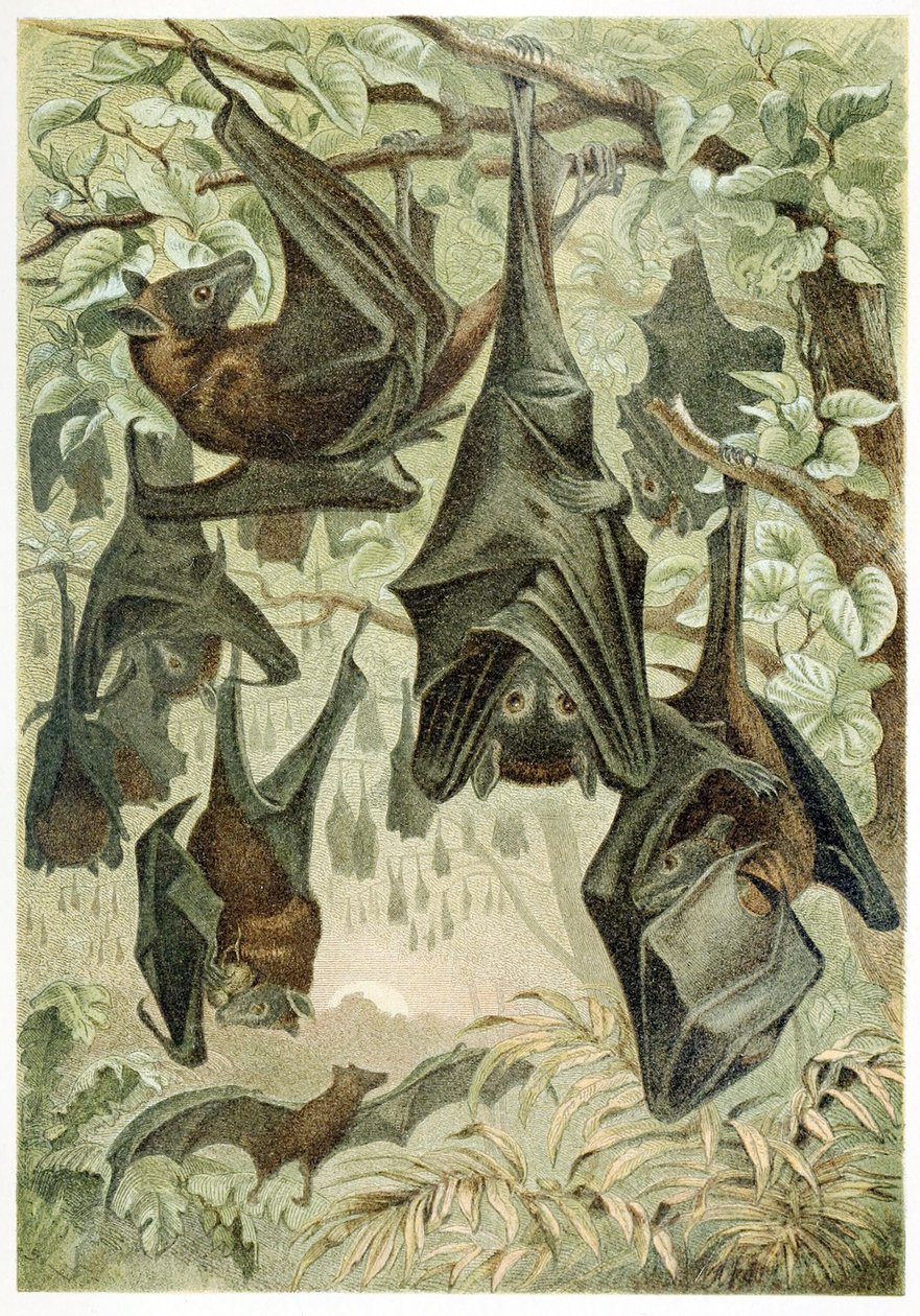 Flying Foxes, från Brehms Tierleben, pub. 1860-talet av German School