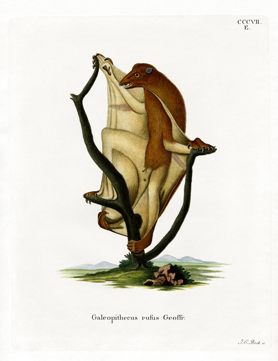 Flying Lemur (färgad gravyr) av German School