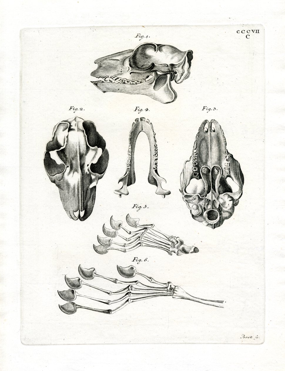 Flying Lemur Skull (färgad gravyr) av German School