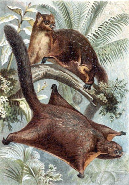 Flying Squirrel, tallrik från "Brehms Tierleben: Allgemeine Kunde des Tierreichs", vol.2, s.421, utgiven av Bibliographisches Institut av German School