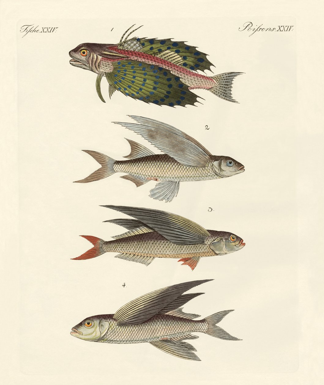 Flygande fisk av German School