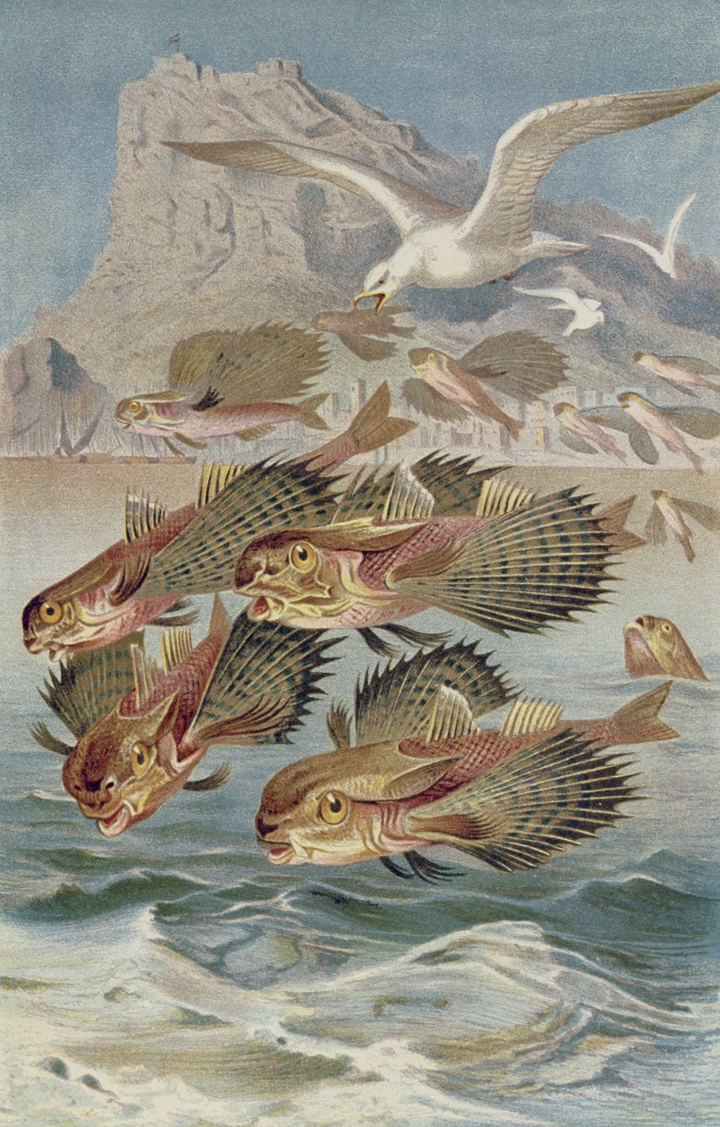 Flying Gurnard, tallrik från Brehms Animal Life: General Knowledge of the Animal Kingdom, vol.8, s.134, utgiven av Bibliographic Institute, 1892 av German School