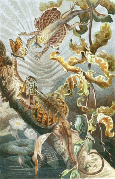 Flygödla, tallrik från "Brehms Tierleben: Allgemeine Kunde des Tierreichs", vol.7, s.51, utgiven av Bibliographisches Institut av German School