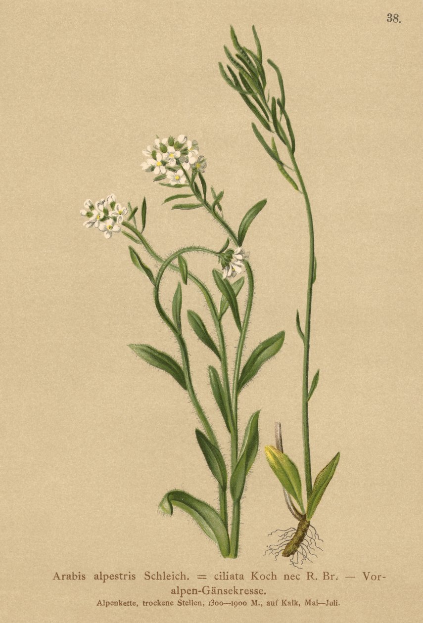 Alpernas fot Väggkrasse (Arabis alpestris, Arabis ciliata) av German School
