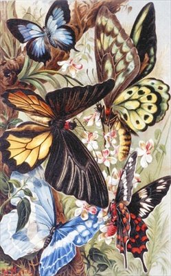 Foreign Butterflies, tallrik från "Brehms Tierleben: Allgemeine Kunde des Tierreichs", vol.9, s.370, utgiven av Bibliographisches Institut av German School