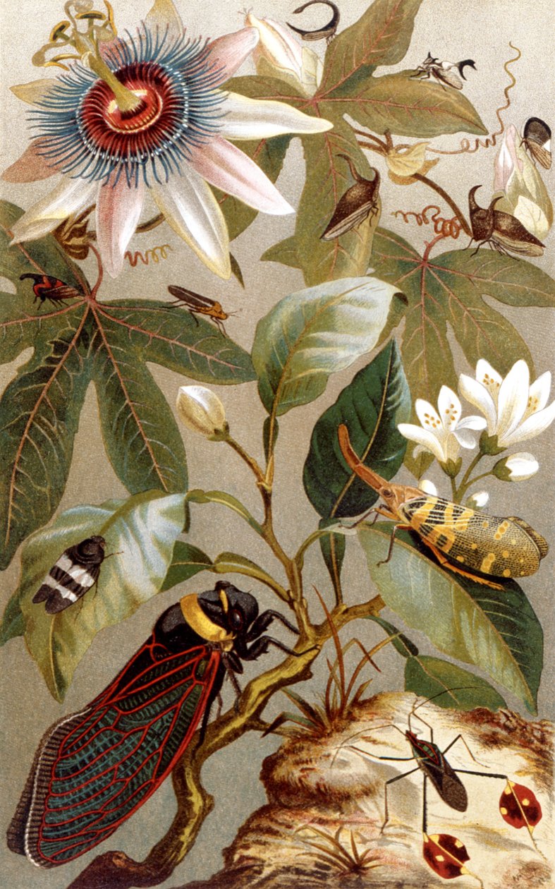 Foreign Cicadas, tallrik från Brehms Animal Life: General Knowledge of the Animal Kingdom, vol.9, s.637, utgiven av Bibliographic Institute, 1892 av German School
