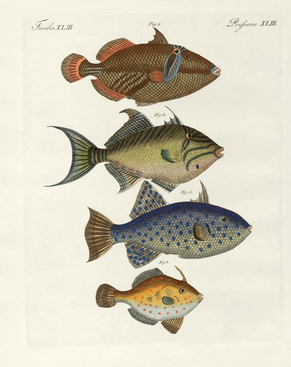 Utländsk fisk (färgad gravyr) av German School