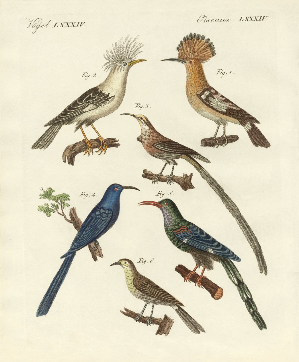 Främmande typer av hoopoes (färgad gravyr) av German School