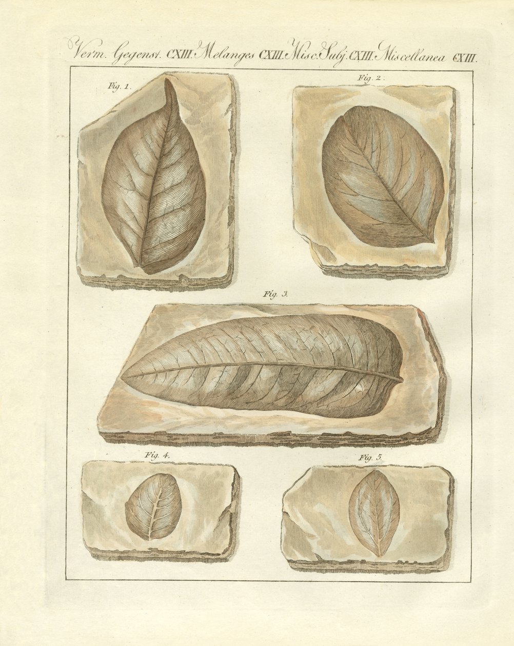 Fossiliserade löv från primitiv tid (färgad gravyr) av German School