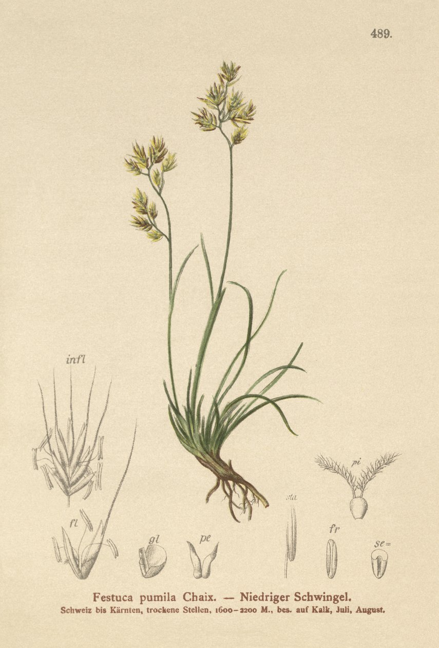 Fyrbladig svängel (Festuca pumila, Festuca quadriflora) av German School