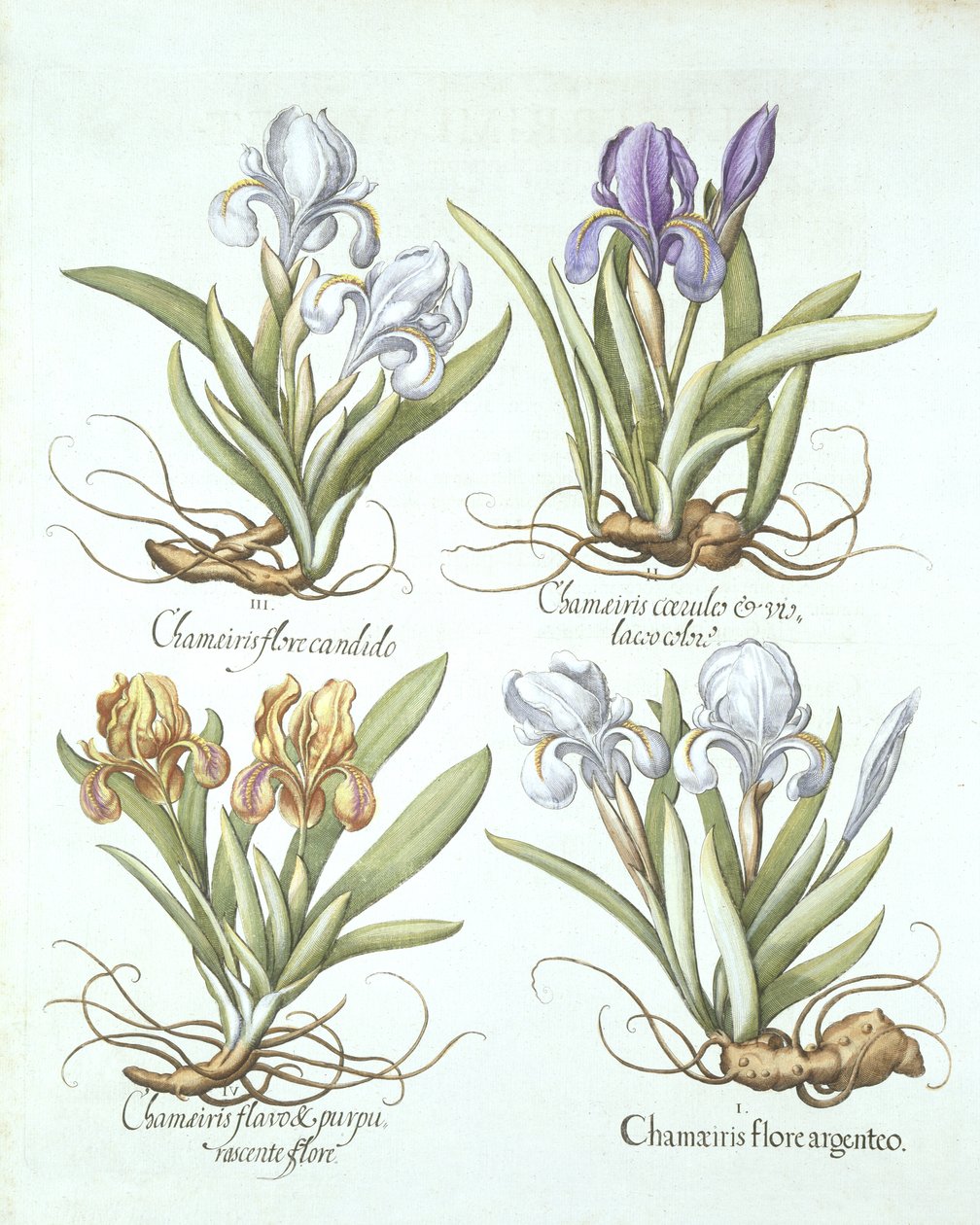 Fyra sorter av rhizomatösa iris, från Hortus Eystettensis, av Basil Besler (1561-1629) pub. 1613 av German School
