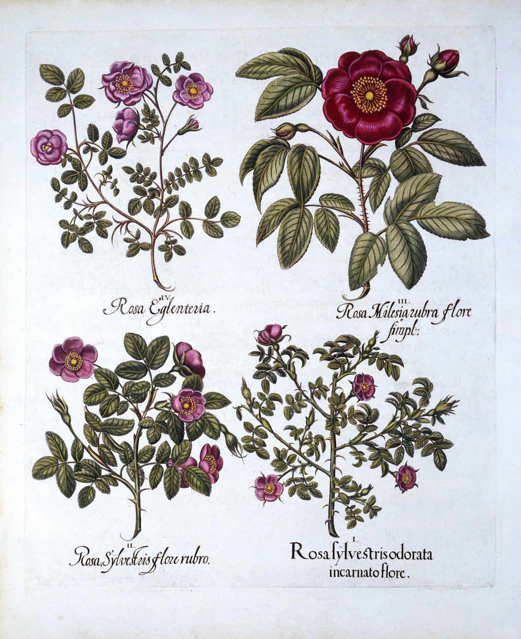 Fyra varianter av Dog Rose, från Hortus Eystettensis, av Basil Besler (1561-1629), pub. 1613 (handfärgad gravyr) av German School