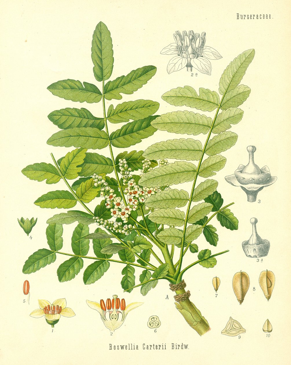 Frankincense, illustration från Koehlers Medicinal Plants, publicerad 1887 av German School