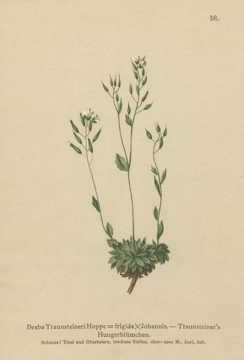 Frigid Whitlow-grass (Draba Traunsteineri, Draba frigida) av German School