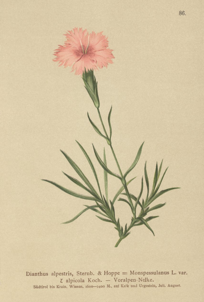 Rosa fransar (Dianthus Monspessulanus, Dianthus alpestris, Dianthus alpicola) av German School