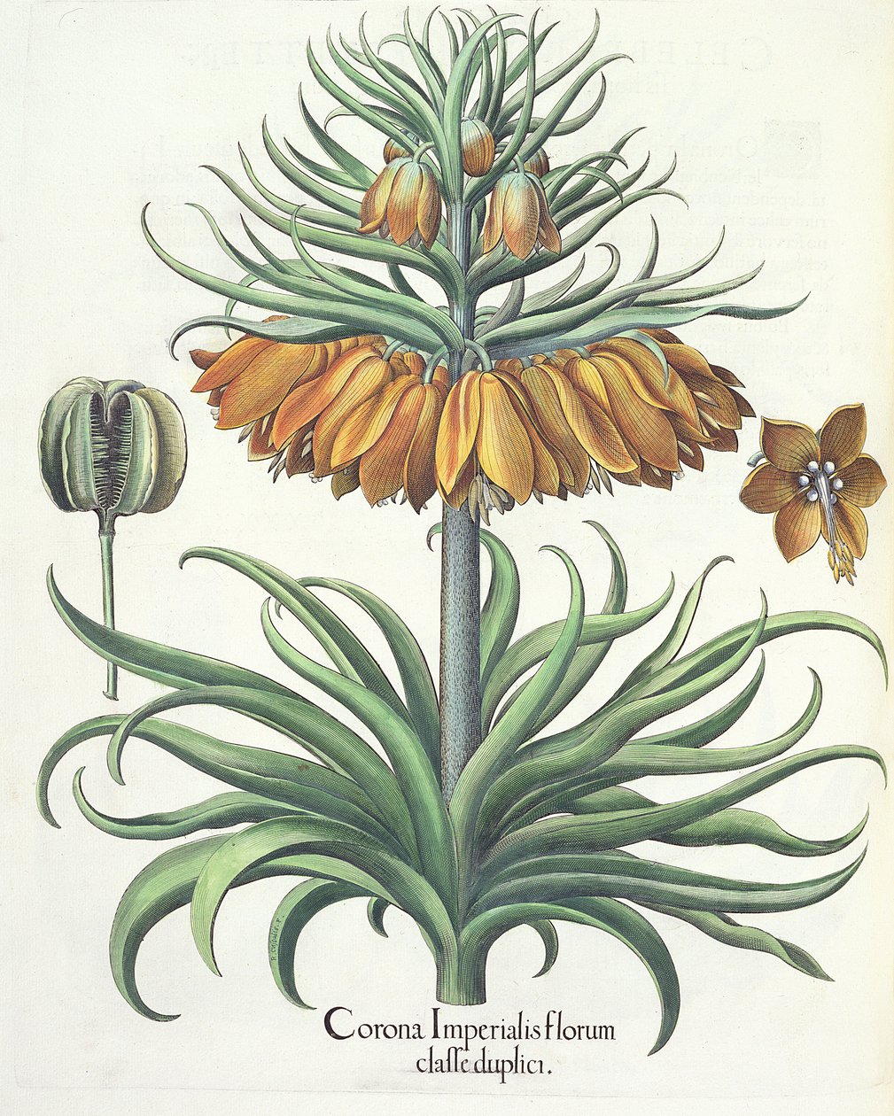 Fritillary: Crown of Imperial flowers av Basil Besler (1561-1629), pub. 1613 av German School
