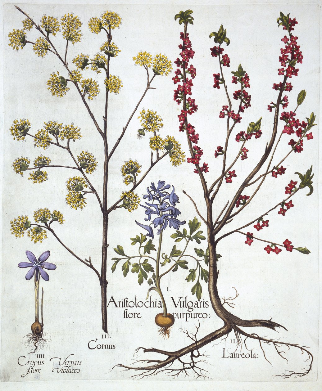 Fumewort, Daphne mezereum, Cornelian Cherry och Spring Crocus, från Hortus Eystettensis, av Basil Besler (1561-1629), pub. 1613 (handfärgad gravyr) av German School