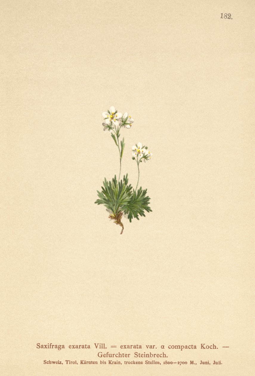 Fårad saxifrage (Saxifraga exarata, Saxifraga exarata var. compacta, Saxifraga exarata ssp. moschata) av German School