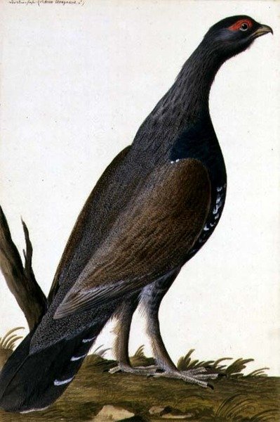 Game Bird, ca 1740 (akvarell på papper) av German School