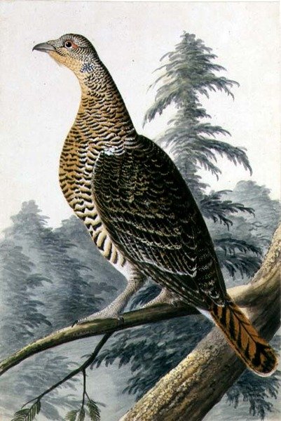 Game Bird, ca 1740 (akvarell på papper) av German School