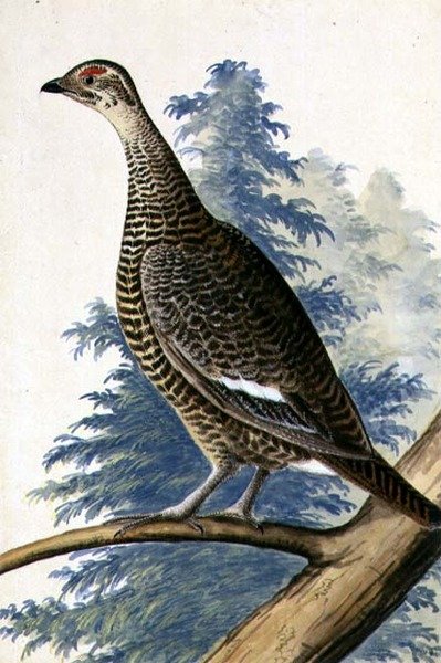Game Bird, ca 1740 (akvarell på papper) av German School