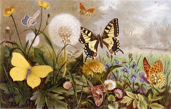 Tyska fjärilar, tallrik från "Brehms Tierleben: Allgemeine Kunde des Tierreichs", vol.9, s.376, utgiven av Bibliographisches Institut av German School