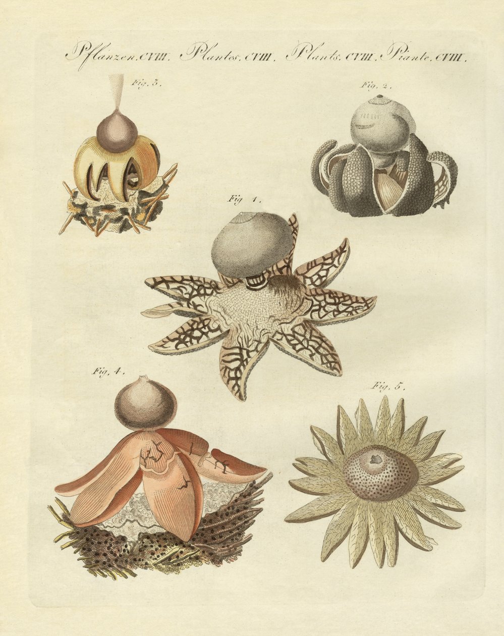 Tyska geaster (färgad gravyr) av German School