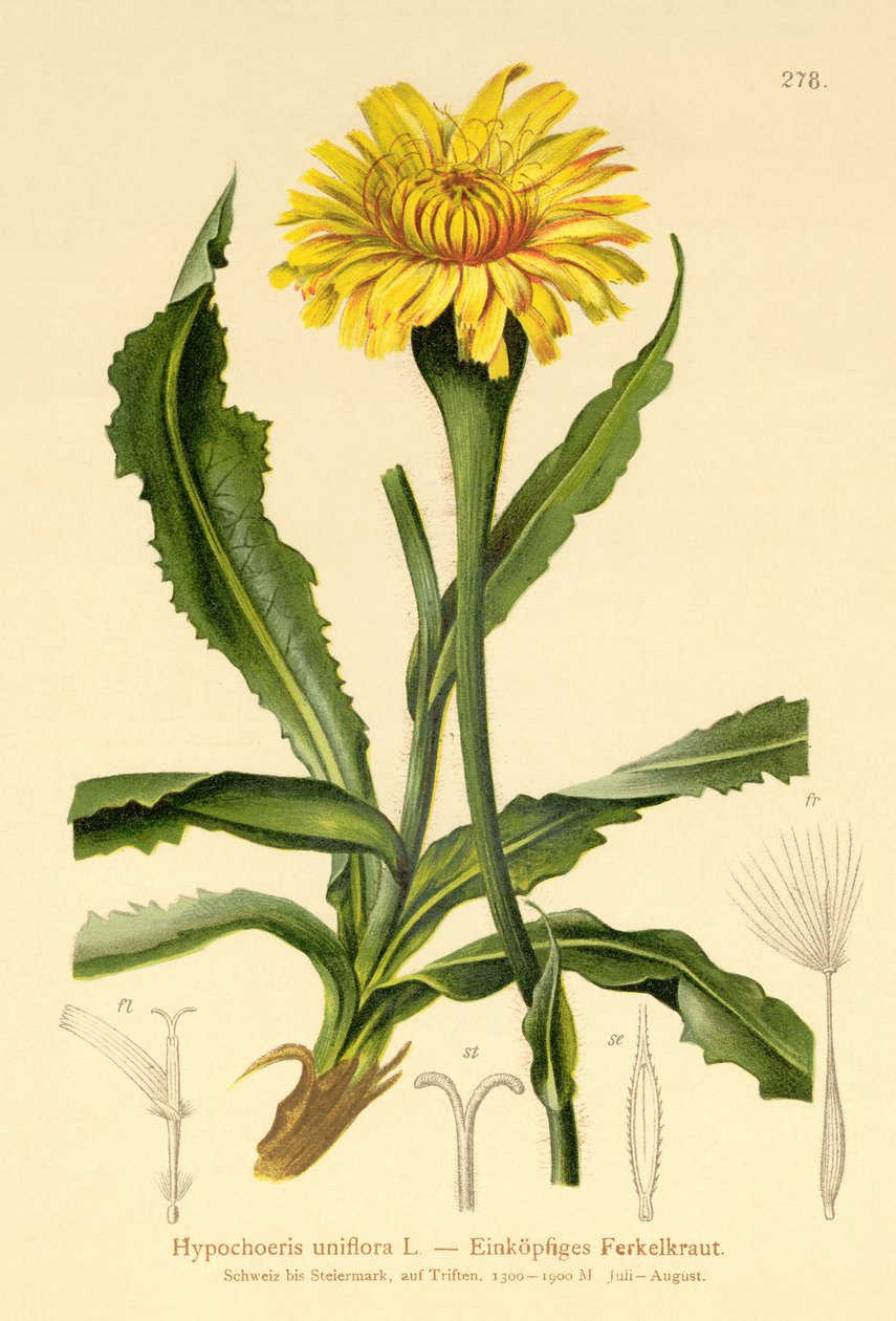 Jätte kattöra (Hypochoeris uniflora) av German School