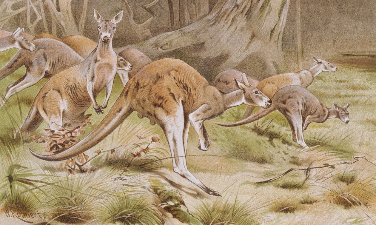 Giant Kangaroo, tallrik från Brehms Tierleben: Allgemeine Kunde des Tierreichs, vol.3, s.635, utgiven av Bibliographisches Institut, 1891 av German School