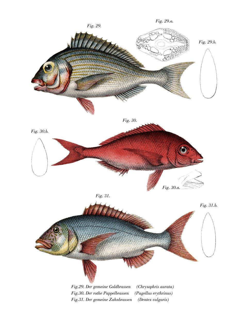 Gilthead Seabream (färg litho) av German School