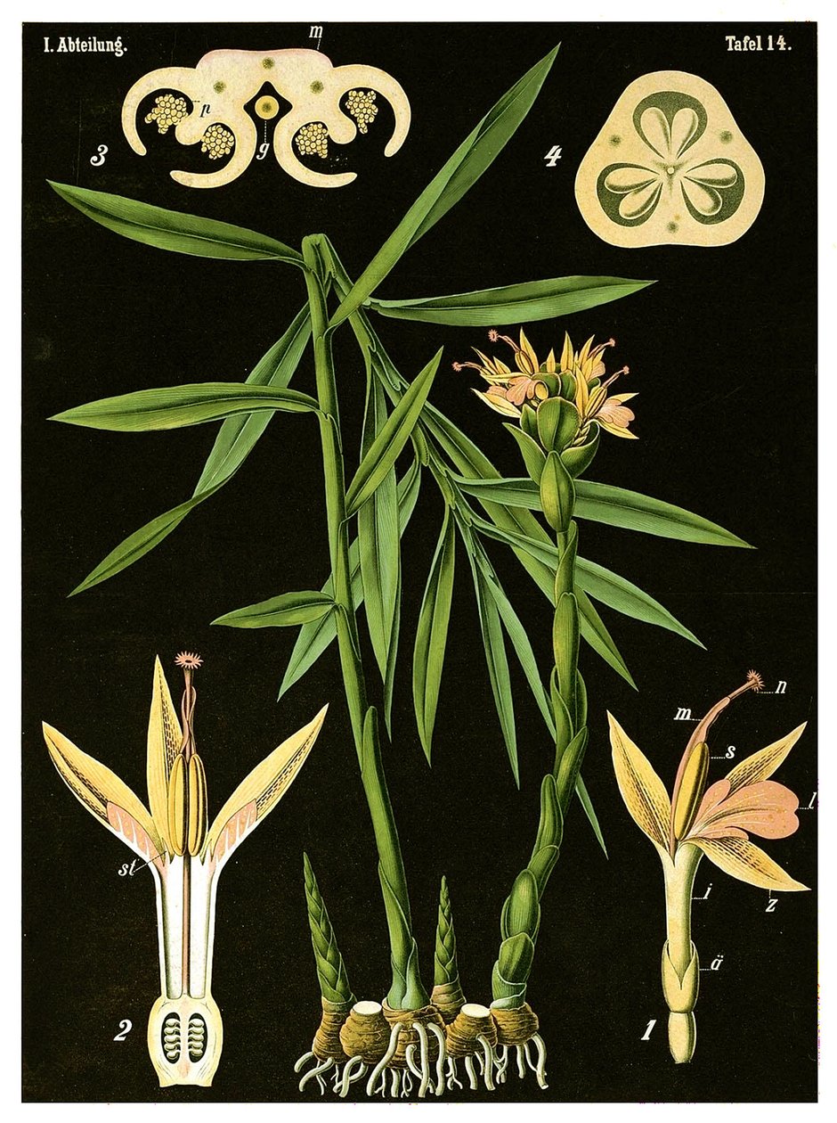 Ingefära (Zingiber officinale Roscoe) c.1890 (kromolitografi) av German School