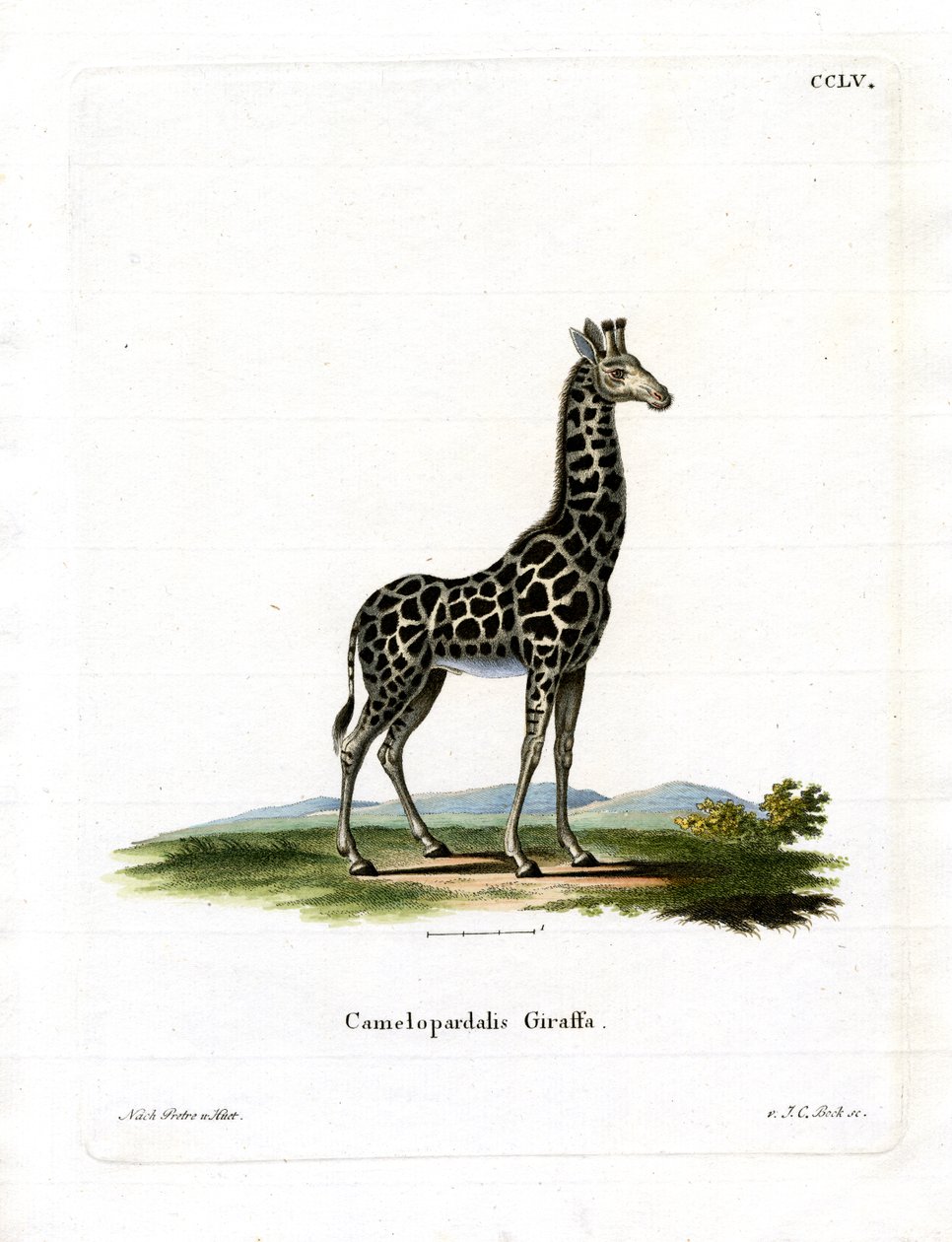 Giraffe (färgad gravyr) av German School