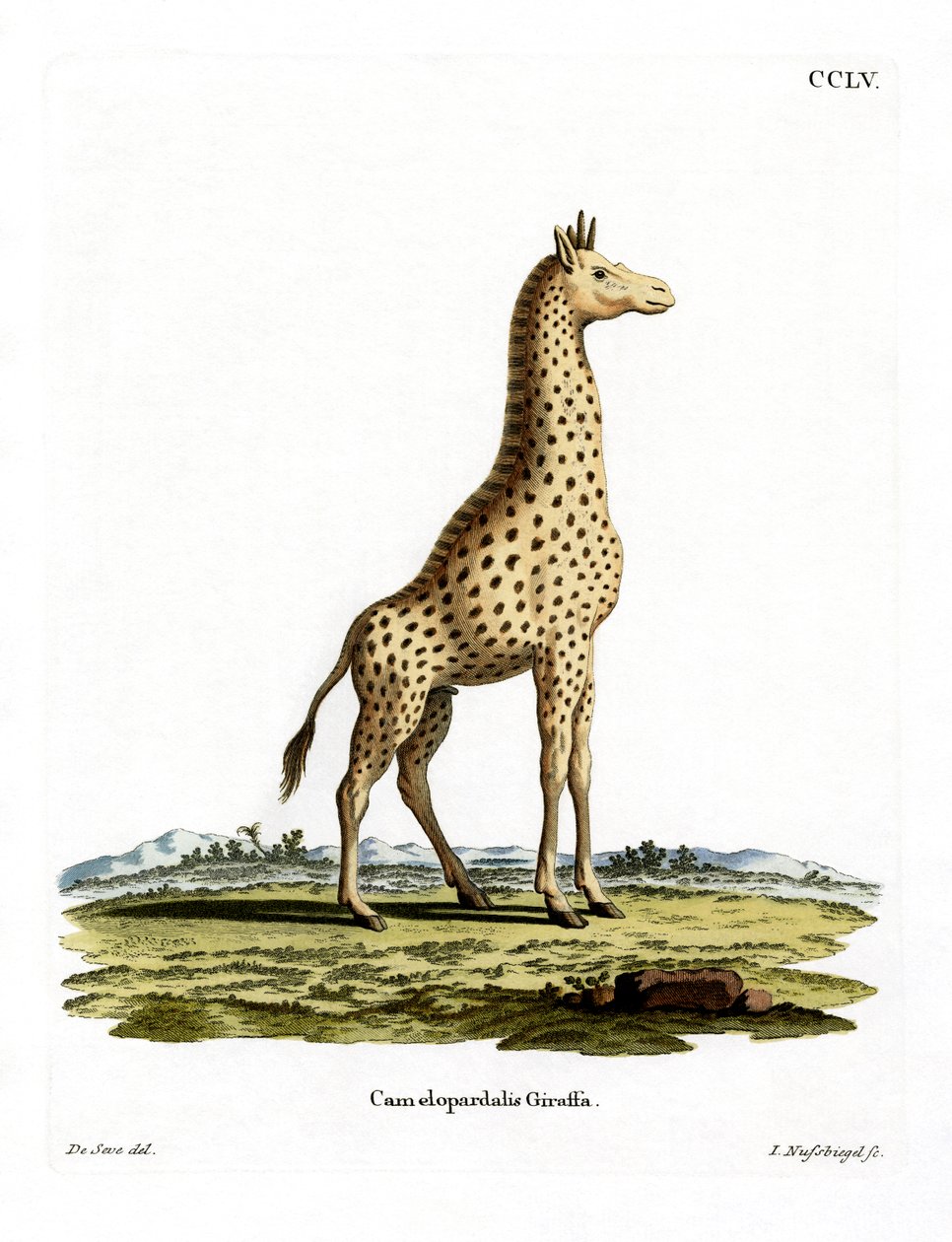 Giraffe (färgad gravyr) av German School