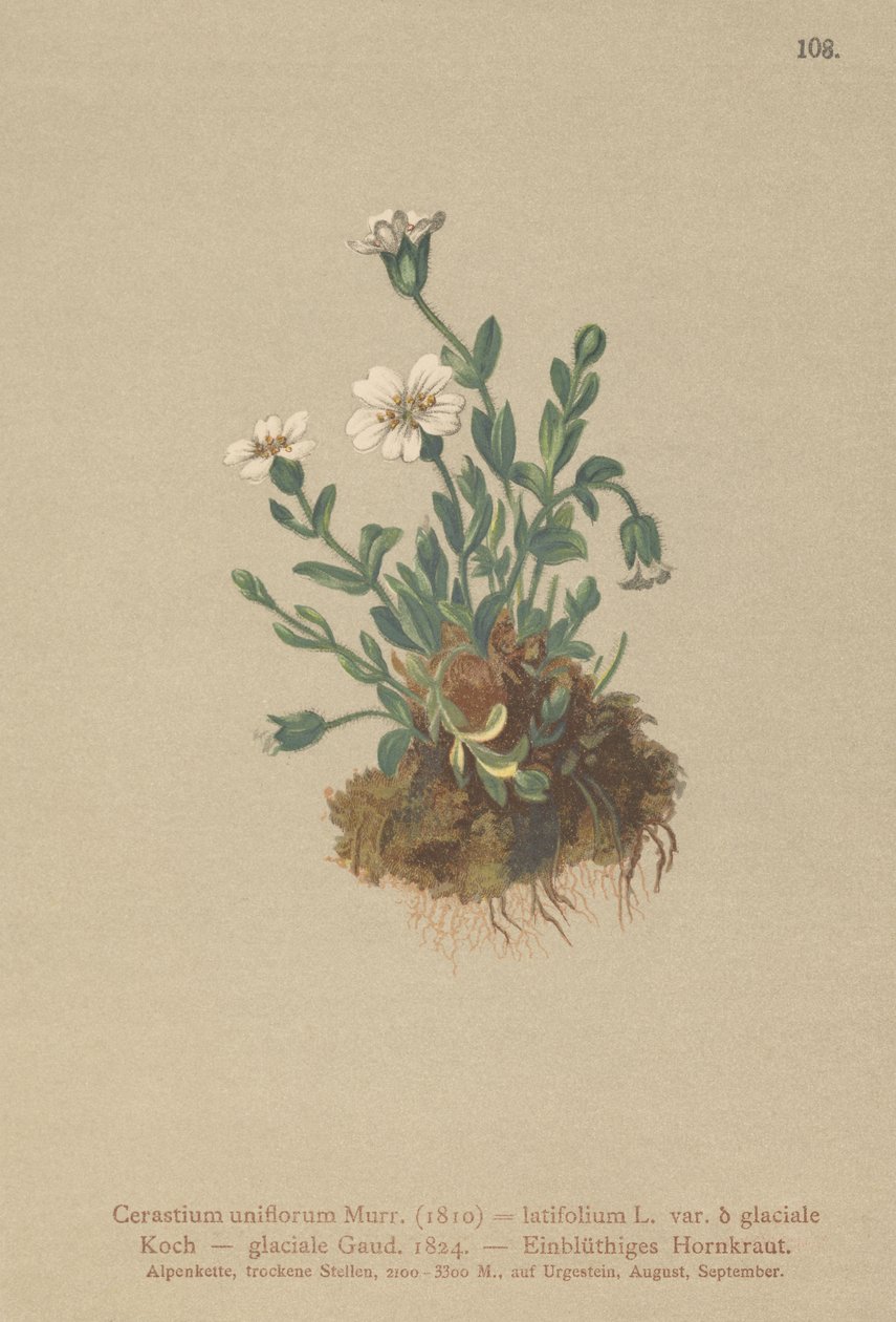 Glaciärmusöra (Cerastium uniflorum, Cerastium latifolium var. glaciale, Cerastium glaciale) av German School