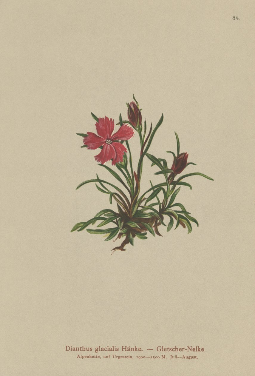 Glacierrosa (Dianthus glacialis) av German School