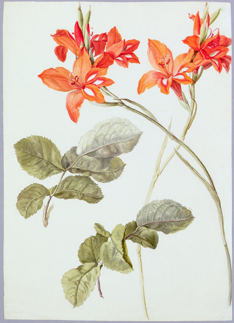 Gladiolus and Rose Leaves, c.1790 (akvarell på papper) av German School