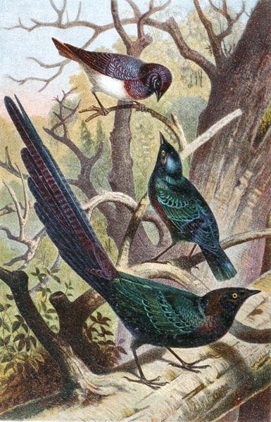 Glansstarar, tallrik från "Brehms Tierleben: Allgemeine Kunde des Tierreichs", vol 4, sid. 392, utgiven av Bibliographisches Institut av German School