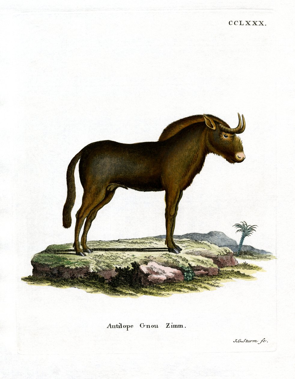 Gnu (färgad gravyr) av German School