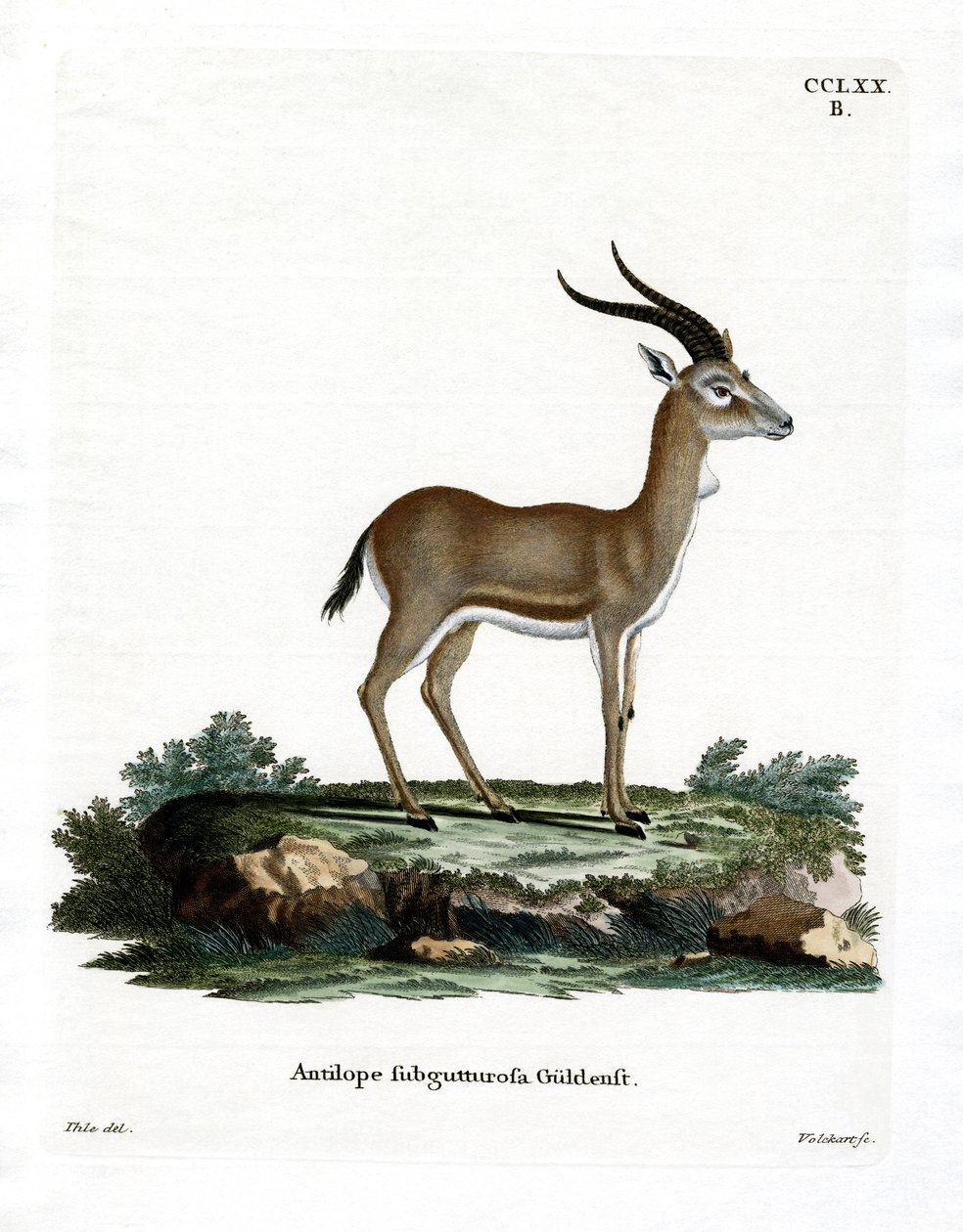 Struma gasell (färgad gravyr) av German School