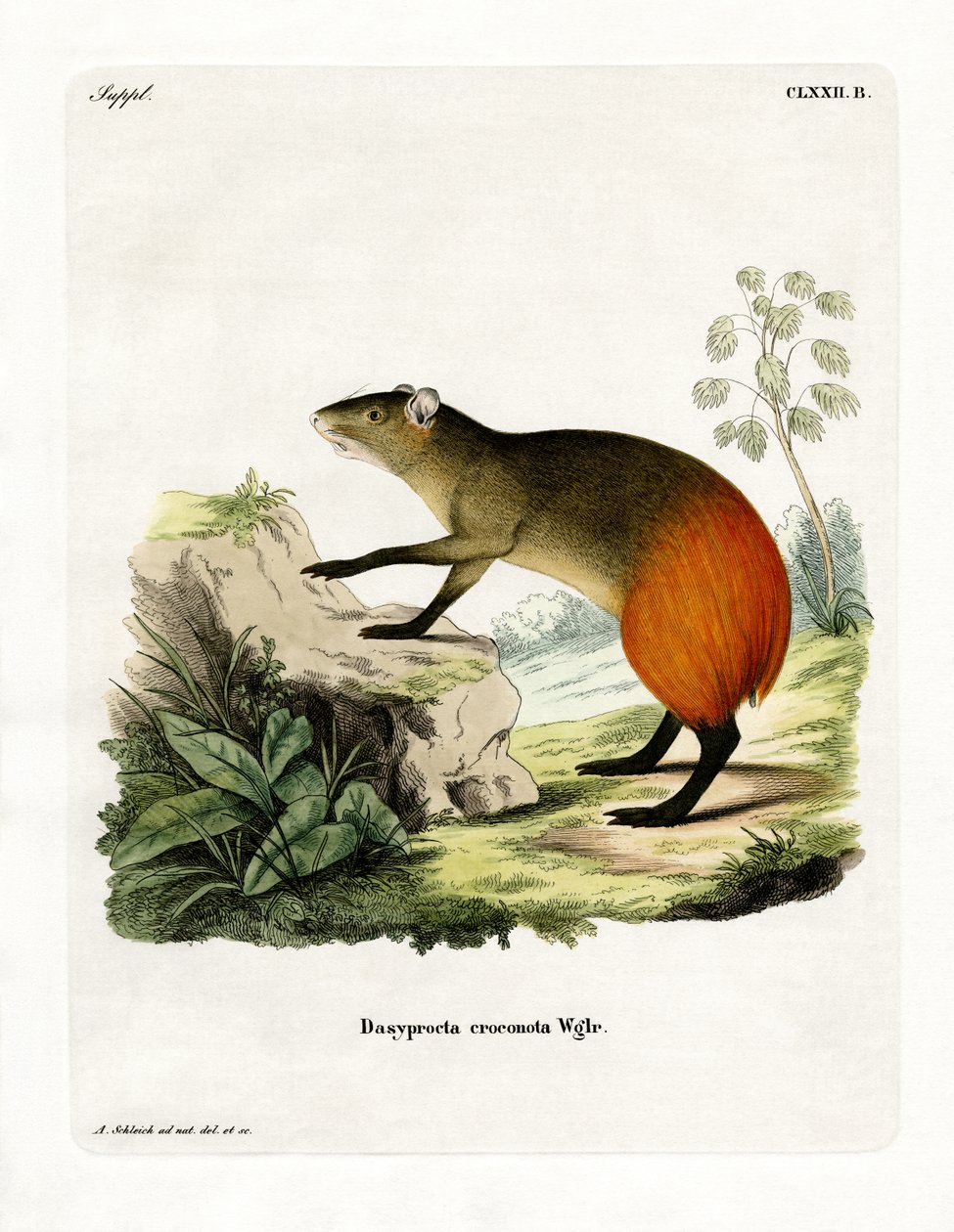 Guldrumpad Agouti (färgad gravyr) av German School