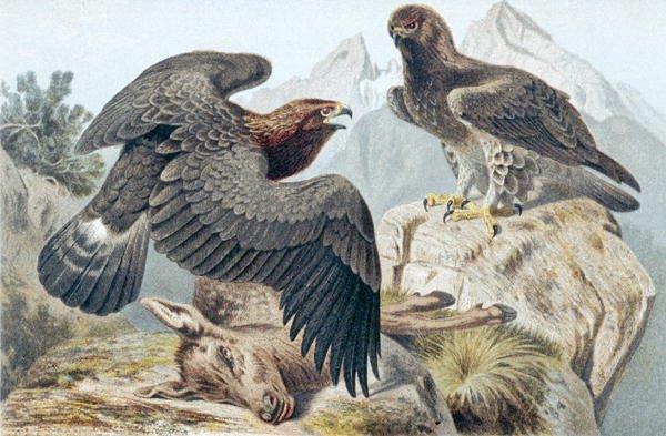 Golden Eagle, tallrik från "Brehms Tierleben: Allgemeine Kunde des Tierreichs" vol.6, s.266, utgiven av Bibliographisches Institut av German School