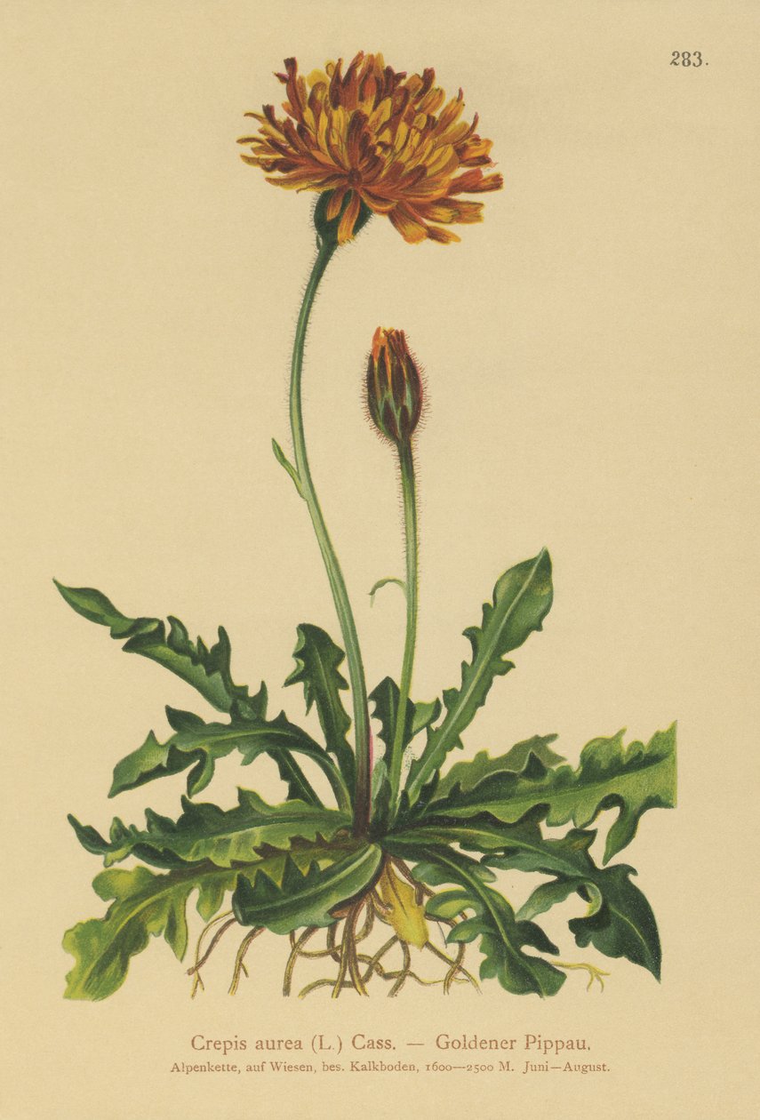 Golden Hawks-skägg (Crepis aurea) av German School
