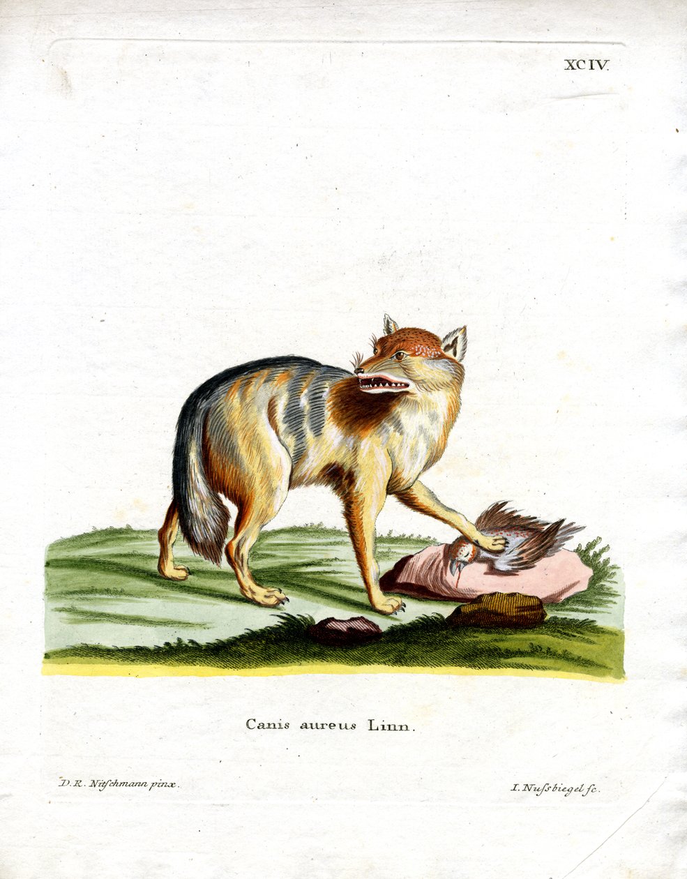 Golden Jackal (färgad gravyr) av German School