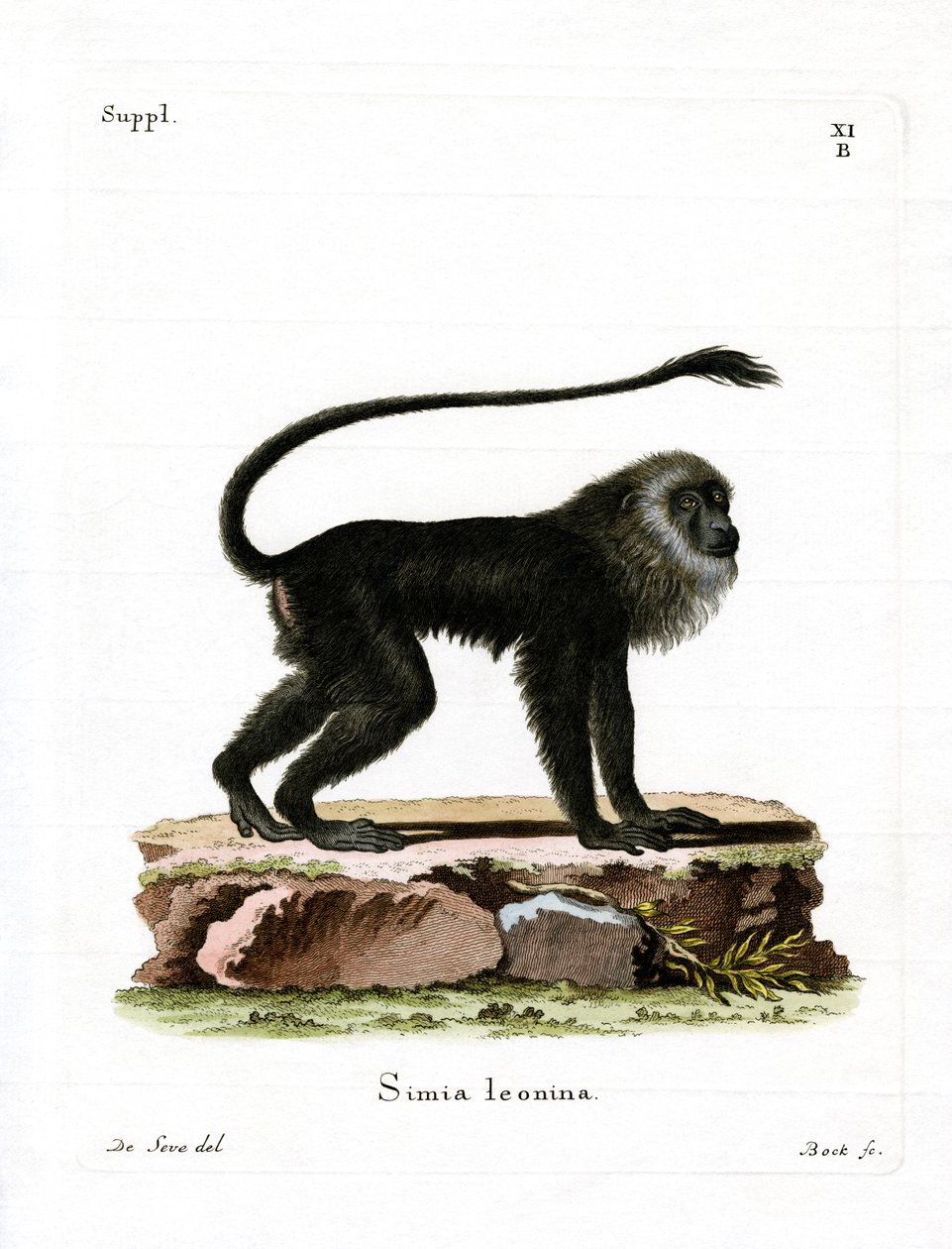 Golden Lion Tamarin (färgad gravyr) av German School