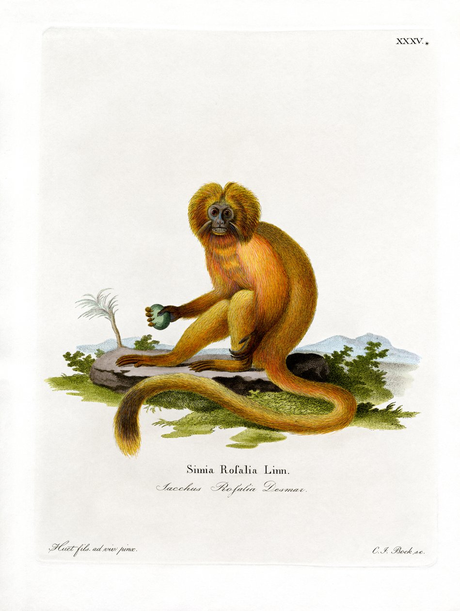 Golden Lion Tamarin (färgad gravyr) av German School