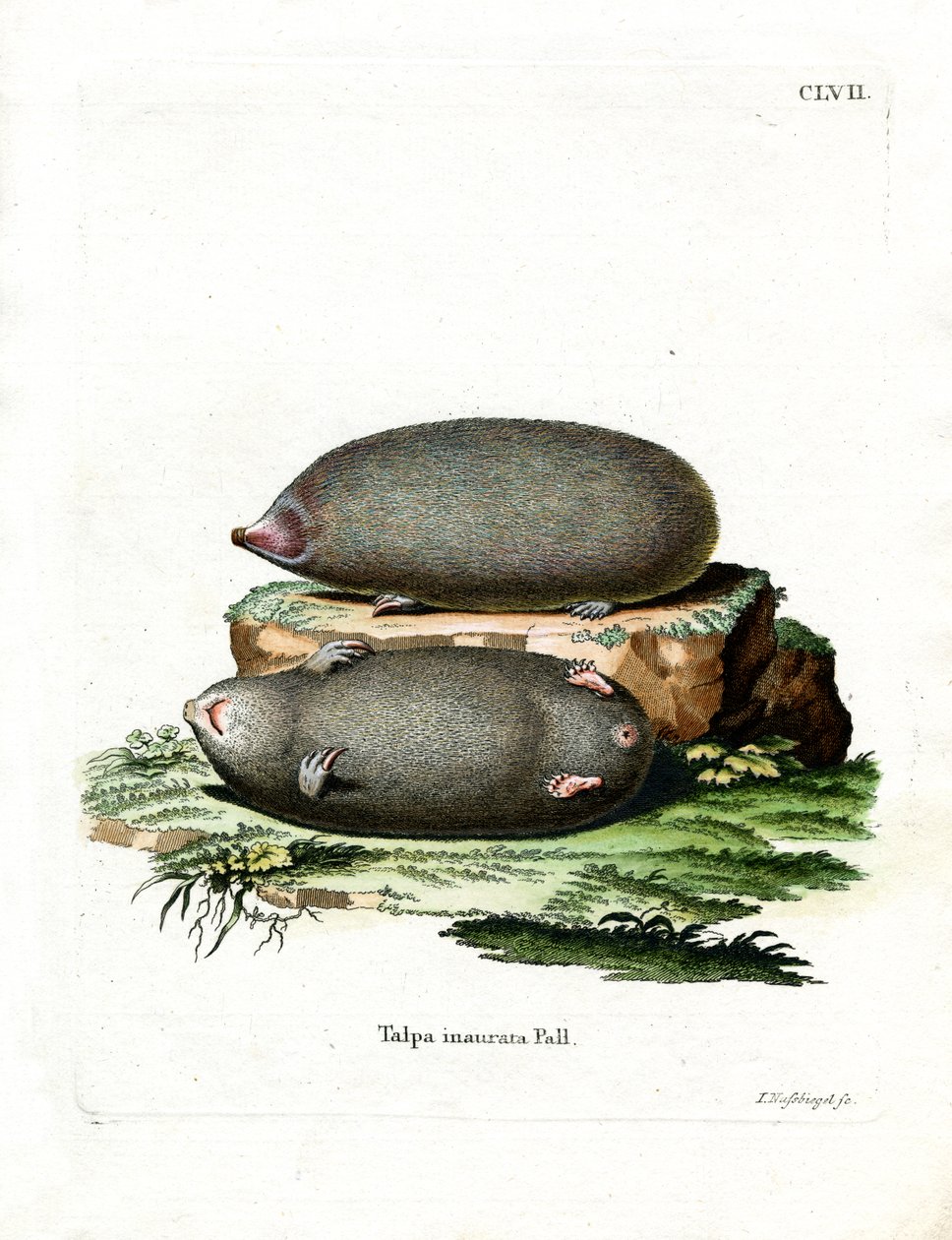 Golden Mole (färgad gravyr) av German School
