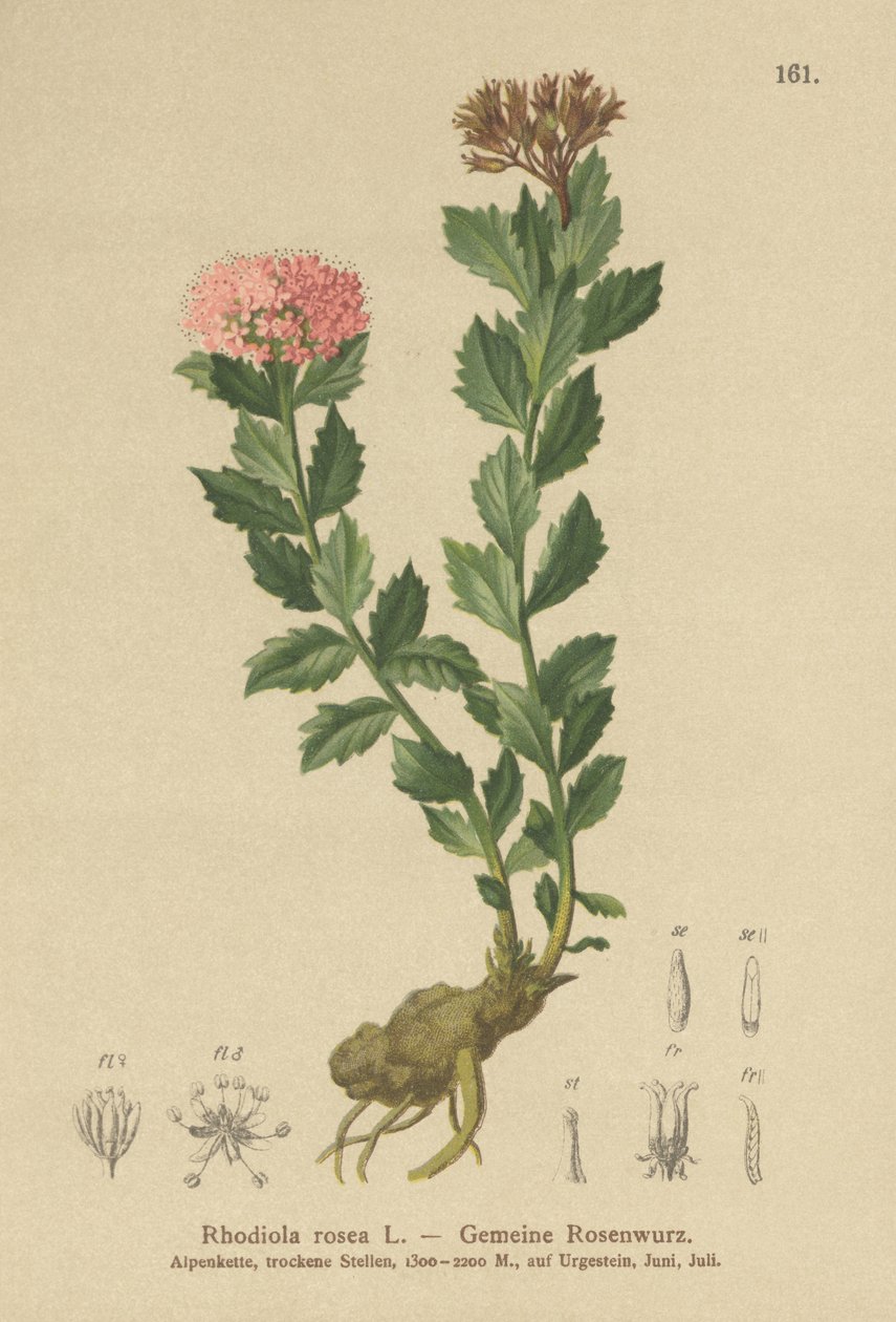Gyllene rot (Rhodiola rosea) av German School