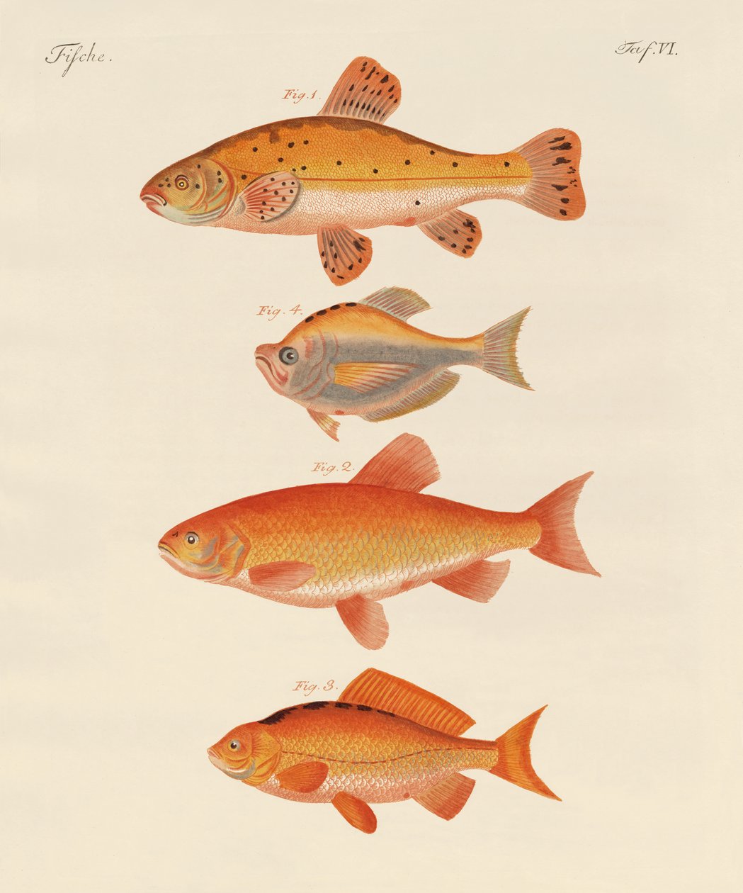 Guldfisk (färgad gravyr) av German School