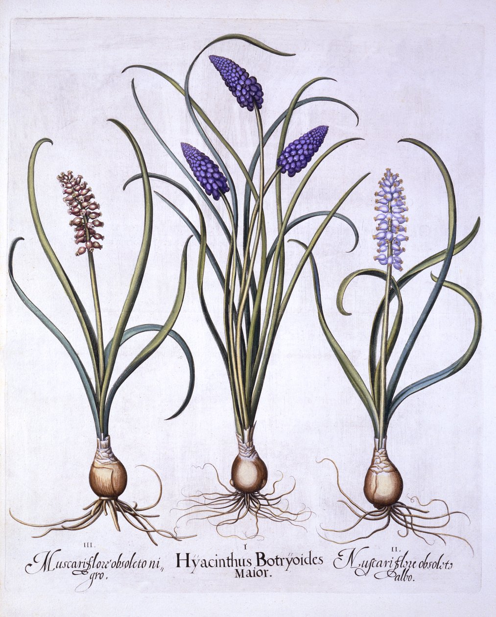 Grape Hyacinths, från Hortus Eystettensis, av Basil Besler (1561-1629), pub. 1613 (handfärgad gravyr) av German School